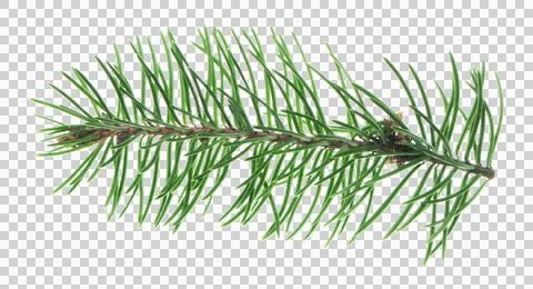 A detailed spruce branch with sharp needles, isolated on a transparent PNG,.. Stock Photos