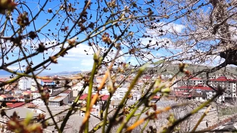 Detailed static close-up of budding tree branches in early spring with a blurred Vídeos de archivo 334308311