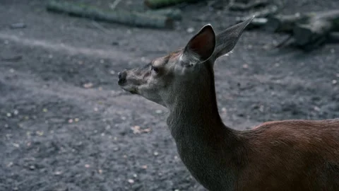 Detailed static shot of a beautiful young doe sniffing the air during the golden Stock Footage 335934107