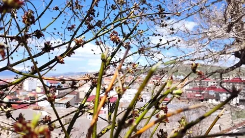 Detailed static shot of dry tree branches against a clear blue sky, overlooking Vídeos de archivo 334308133