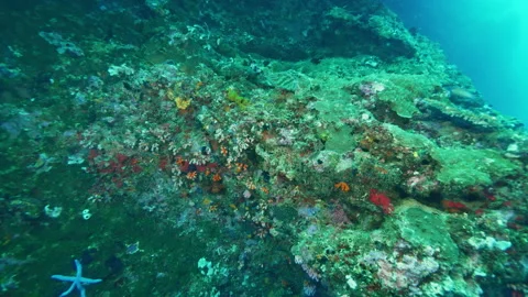 Detailed structures of corals illustrate ecological richness Stock Footage 305958431