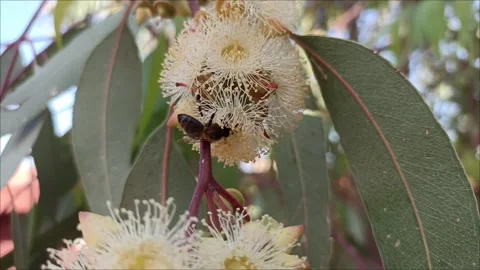 : Detailed Study of Apis Mellifera on Eucalyptus Flower Stock-Footage 333926016
