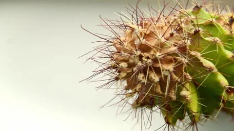 Detailed study decaying remains, necrosis of a dead cactus in a pot on windowsil Stock Footage 172152938