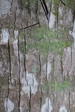 Detailed Study of Tree Bark with Moss and Unique Markings Presenting Natura.. Stock Photos