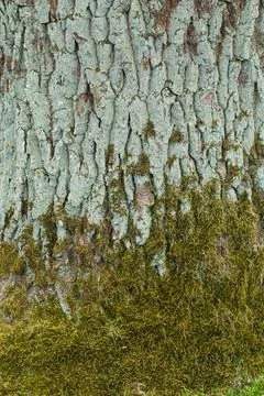 The detailed surface of a tree trunk shows rough bark patterns interspersed w Foto stock