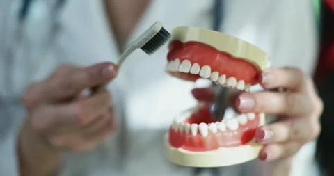 A detailed Teeth Model and Brush are essential for effective daily dental Stock Footage 294381014