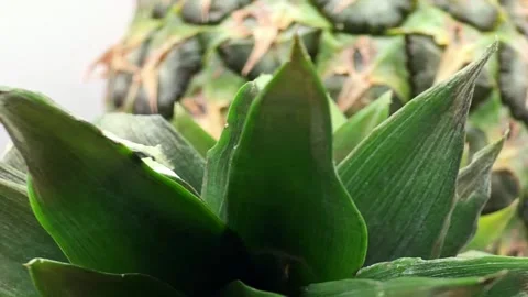 Detailed texture of ananas comosus pineapple Stock Footage 326463179