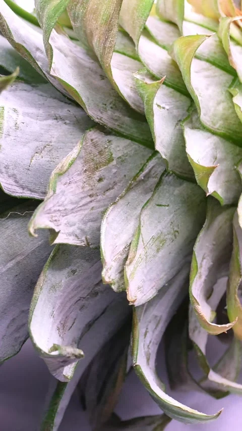 Detailed texture of ananas comosus pineapple plant leaves Stock Footage 326804078
