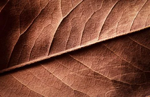 Detailed texture and pattern of dry brown leaf 库存照片
