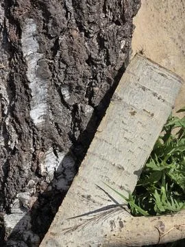 Detailed texture of birch tree bark and a cut wooden branch in sunlight. Stock-Fotos