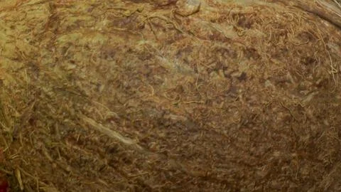 The detailed texture of the coconut shell Stock Photos
