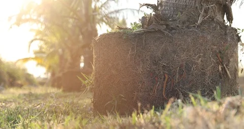 Detailed texture of coconut tree roots , Stock Footage 120845407