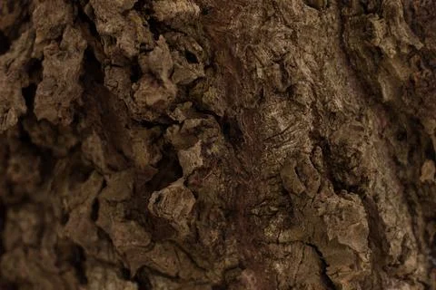 Detailed texture of a dark tree trunk Stock Photos