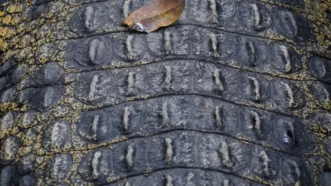 Detailed texture of genuine dark crocodile skin. Stock Footage 345484284