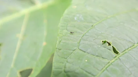 Detailed texture of a leaf, showcasing small holes and a single ant. Stock Footage 310420981