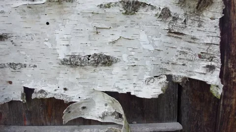 Detailed texture of Linden tree bark with pine cones decoration Stock Footage 333641681