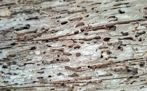 Detailed texture of an old log damaged by bark beetle larvae showcasing nat.. Foto stock