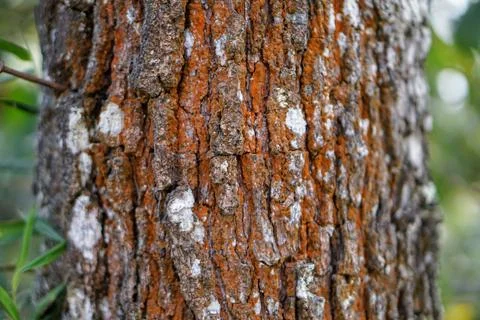 Detailed texture of old pine tree bark with lichen layer and natural reddish Stock-Fotos