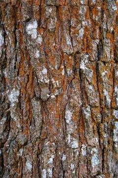 Detailed texture of old pine tree bark with lichen layer and natural reddish Stock-Fotos