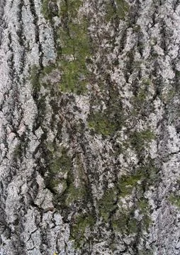 Detailed texture of old poplar tree bark with green moss. Stock Photos