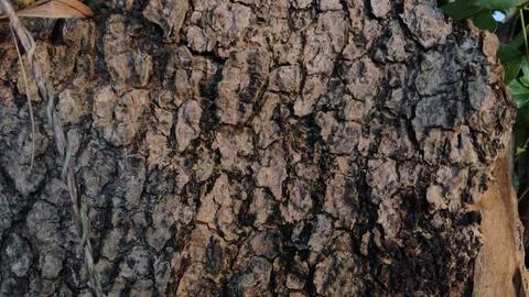 Detailed Texture of Old Rough Tree Bark Macro Stock Photos