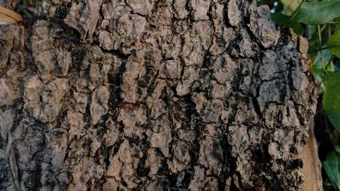 Detailed Texture of Old Rough Tree Bark Macro Stock Photos