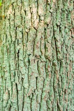 Detailed Texture of Old Rough Tree Bark in the Forest Stock Photos