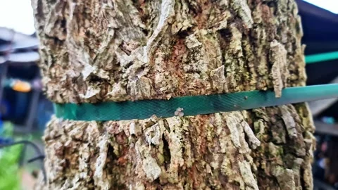 Detailed Texture of Old Tree Trunk with Gardening Support Band 動画素材 331572275