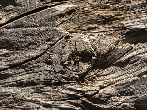 Detailed texture of old tree trunk Stock Photos