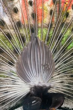 Detailed texture of peacock tail feathers from behind Stock Photos