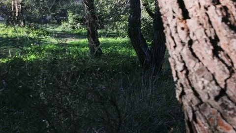 Detailed Texture of Pine Tree Bark in Mediterranean Woodland Stock Footage 329320089