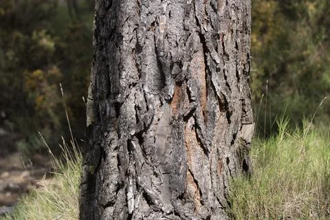Detailed Texture of Pine Tree Bark in Mediterranean Forest Foto stock