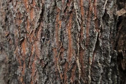 Detailed texture of the pines tree Stock Photos