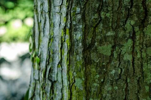 Detailed Texture of Rough Tree Bark with Green Moss Stock Photos