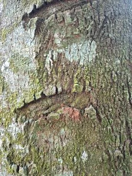 Detailed texture of rough tree bark covered with green moss and lichen patches. Stock Photos