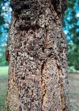 Detailed Texture of Rough Weathered Tree Bark Stock Photos