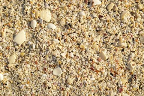 Detailed texture of sand and shell pieces on beach with warm sunlight soft Stock Photos