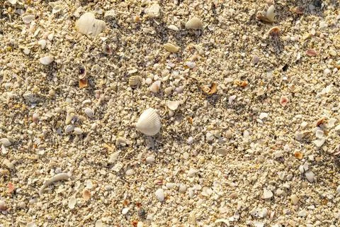 Detailed texture of sand and shell pieces on beach with warm sunlight soft Stock Photos