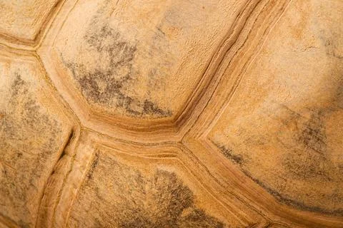 Detailed texture of a tortoise shell showing natural patterns and earthy tone 写真素材