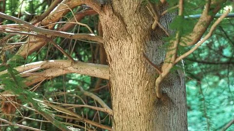 Detailed texture of tree bark and branching patterns in a shaded forest. Stock Photos