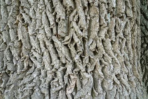 Detailed texture of a tree trunk captured in natural light during day Photos