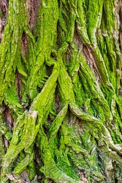 Detailed texture of a tree trunk covered in green moss Stock Photos
