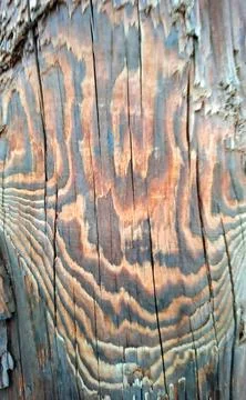 Detailed texture of a tree trunk displaying unique patterns and colors with.. Fotos Stock