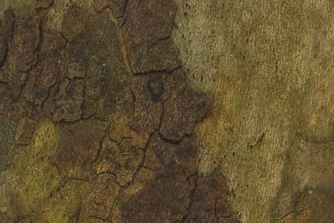 Detailed texture of weathered tree bark Stock Photos