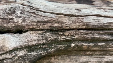 Detailed textured bark on big tree trunk with visible grooves Stock Footage 313476094