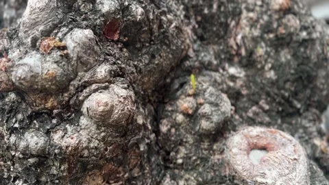 Detailed textured bark on large tree trunk Stock-Footage 313475717