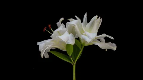 Detailed timelapse documenting white double lily buds developing and opening... Vídeo Stock 341774189