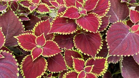 Detailed top-down view captures a thriving Coleus plant showcasing deeply hue Foto stock