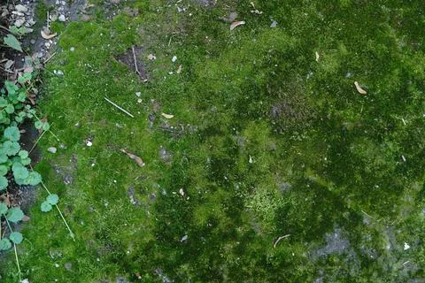 A detailed top-down view of lush green moss covering rough ground interspersed 스톡 사진