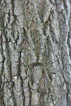 Detailed tree bark background Stock Photos